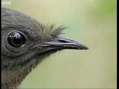 lyrebird-chook