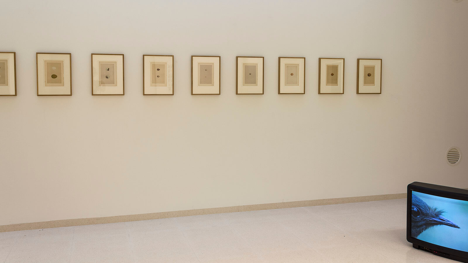lyrebird-exhibition